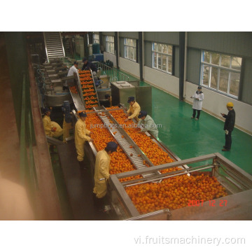 Nhà máy phân loại chanh mahcine